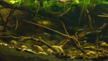 Besatz im Aquarium African Stream