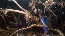 Besatz im Aquarium Altum Wurzelbiotop
