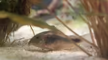 Besatz im Aquarium Artenbecken Corydoras aeneus