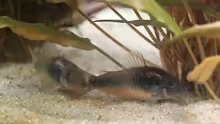 Besatz im Aquarium Artenbecken Corydoras aeneus