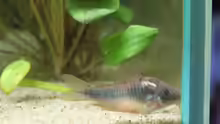 Besatz im Aquarium Artenbecken Corydoras aeneus