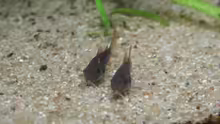 Besatz im Aquarium Artenbecken Corydoras aeneus
