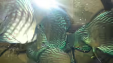 Besatz im Aquarium Aufgelöst ! Diskus-sionen
