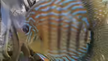 Besatz im Aquarium Aufgelöst ! Diskus-sionen