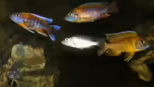 Besatz im Aquarium AUFGELÖST Malawi - Aulonocara