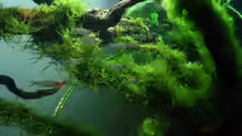 Besatz im Aquarium Bachlauf im Tiefsten Jungle /Nur noch Beispiel