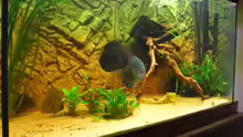 Besatz im Aquarium Becken 12280