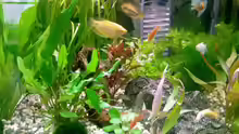 Besatz im Aquarium Becken 13073