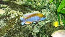 Besatz im Aquarium Becken 13967