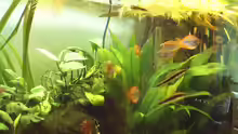 Besatz im Aquarium Becken 1715