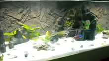 Besatz im Aquarium Becken 18312