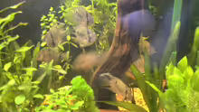 Besatz im Aquarium Becken 2256