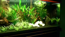 Besatz im Aquarium Becken 2427