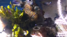 Besatz im Aquarium Becken 29578