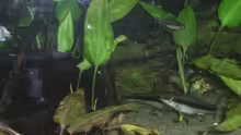 Besatz im Aquarium Becken 3483