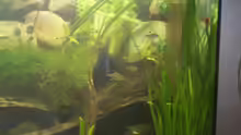Besatz im Aquarium Becken 6220