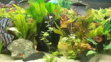 Besatz im Aquarium Becken 7498