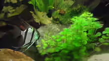 Besatz im Aquarium Becken 7498
