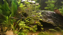 Besatz im Aquarium Becken 7566