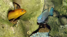 Besatz im Aquarium Becken 8562