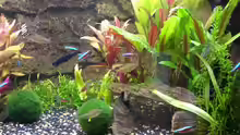 Besatz im Aquarium Becken 8596