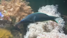Besatz im Aquarium Becken 8633