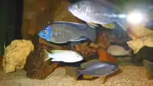 Besatz im Aquarium Becken 9
