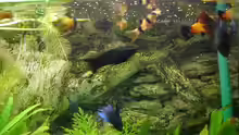 Besatz im Aquarium Becken 9077