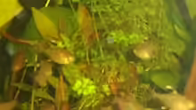 Besatz im Aquarium Becken 9820