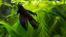 Besatz im Aquarium Betta @ Home