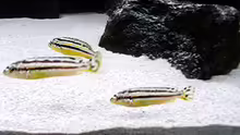 Besatz im Aquarium Bilskirnir