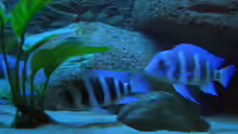 Besatz im Aquarium Blaue Impressionen aus dem Tanganjikasee