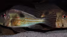 Besatz im Aquarium Cichlid Pearls vekauft