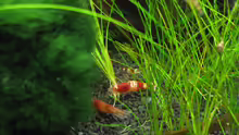 Besatz im Aquarium Crystal Reds