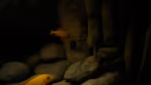 Besatz im Aquarium dark dream