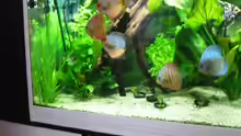 Besatz im Aquarium Das Becken gibt es nicht mehr!!!!