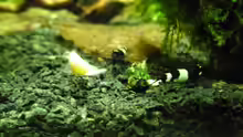 Besatz im Aquarium Das Kleine (Nur noch als Beispiel)