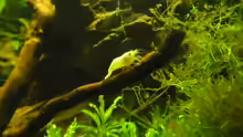 Besatz im Aquarium Das Kleine (Nur noch als Beispiel)