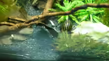 Besatz im Aquarium Das Kleine (Nur noch als Beispiel)