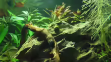 Besatz im Aquarium Das Kleine (Nur noch als Beispiel)