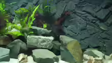 Besatz im Aquarium Der "Zweite" Versuch (Nur noch Beispiel.)
