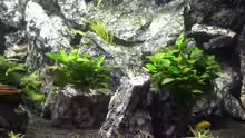 Besatz im Aquarium Die Granithöhle