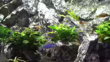 Besatz im Aquarium Die Granithöhle