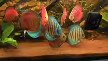 Besatz im Aquarium Diskus )
