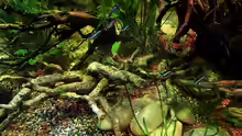 Besatz im Aquarium Diskus Forest -  nur noch als Beispiel