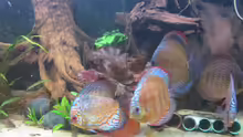 Besatz im Aquarium Diskus Traum # abgebaut#