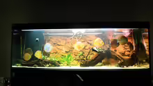 Besatz im Aquarium Diskusdream
