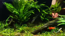 Besatz im Aquarium Easy Scaping (nur noch Beispiel)