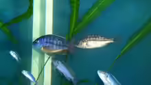 Besatz im Aquarium Erstes Malawi