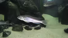 Besatz im Aquarium Fadenmaulbrüter-Tank